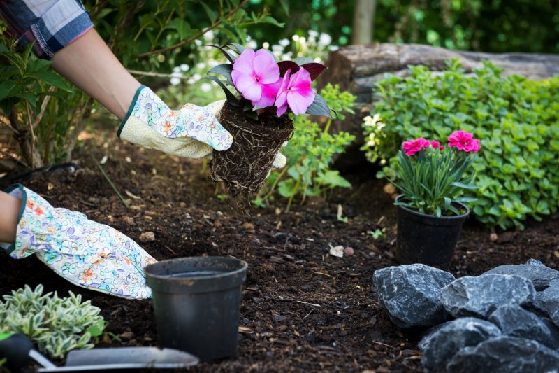 Peony Planting