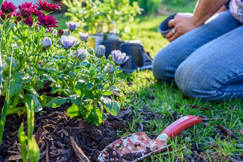 Peony Planting