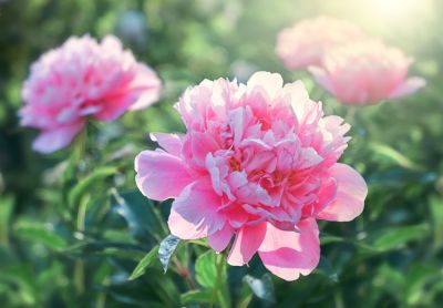 Bring Beauty to Your Home!