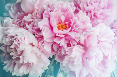 Long Lasting Blooms!