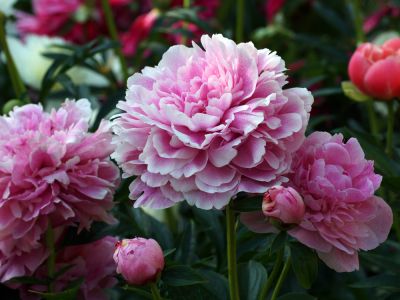 Lush and Large Blooms!